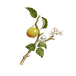 Apple Tree